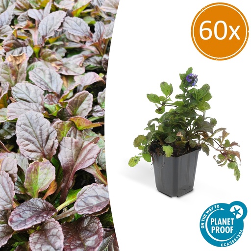 "Kriechender Günsel 60er-Set (Ajuga reptans) – winterharte Bodendecker-Staude, Topf-Ø 9 cm, Höhe ca. 25 cm image"