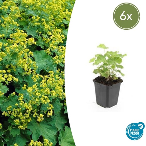 "Frauenmantel 6er-Set (Alchemilla mollis) – winterharte Staude, Topf-Ø 9 cm, Höhe ca. 25 cm image"