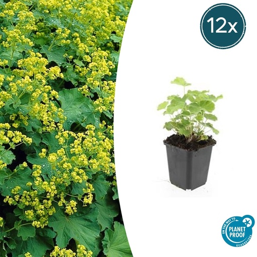 "Weicher Frauenmantel 12er-Set (Alchemilla mollis) – winterharte Staude, Topf-Ø 9 cm, Höhe ca. 25 cm image"