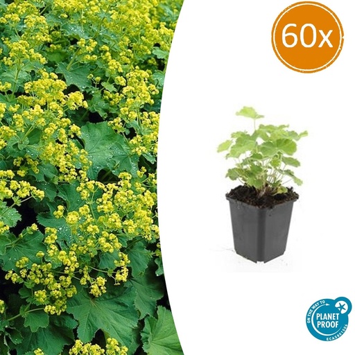 "60x Alchemilla mollis - ↕10-25cm - Ø9cm image"