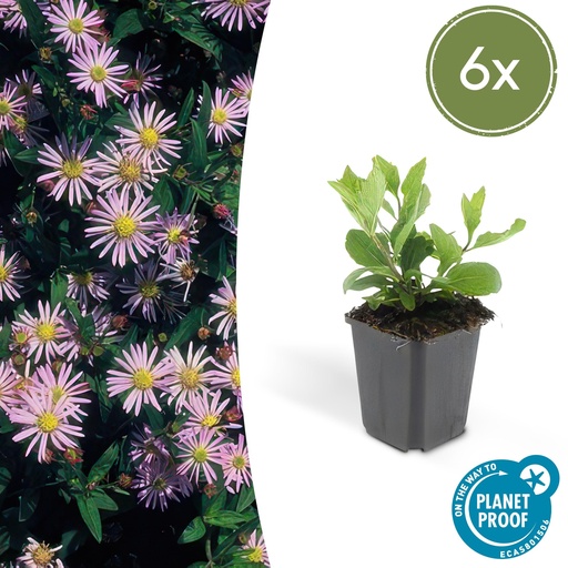 "Wildaster 'Asran' 6er-Set (Aster ageratoides) – winterharte Staude, Topf-Ø 9 cm, Höhe ca. 25 cm image"