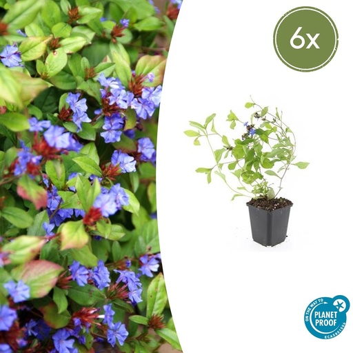 "Chinesische Bleiwurz 6er-Set (Ceratostigma plumbaginoides) – winterharte Bodendecker-Staude, Topf-Ø 9 cm, Höhe ca. 25 cm image"