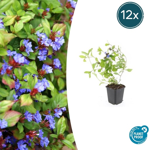 "12x Ceratostigma plumbaginoides  - ↕10-25cm - Ø9cm image"