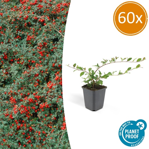 "60x Cotoneaster dam. 'Major' - ↕25cm - Ø9cm image"