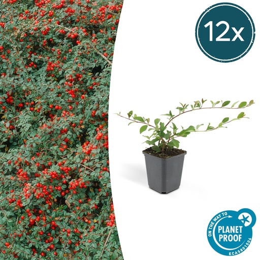 "12x Cotoneaster dammeri - ↕10-25cm - Ø9cm image"