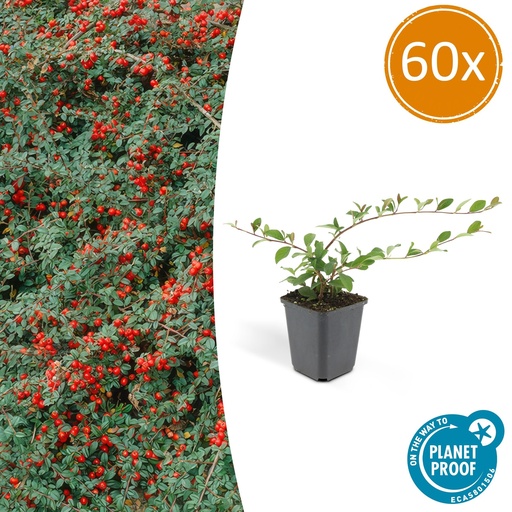 "Zwergmispel 60er-Set (Cotoneaster dammeri) – winterharter Bodendecker, Topf-Ø 9 cm, Höhe ca. 25 cm image"