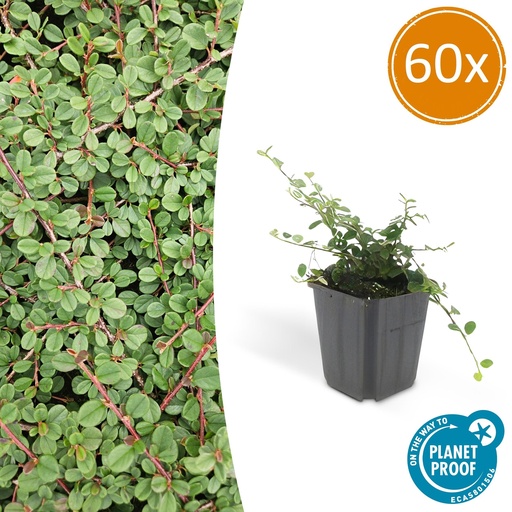 "Zickzackstrauch 'Königin der Teppiche' 60er-Set (Cotoneaster) – winterharter Zierstrauch, Topf-Ø 9 cm, Höhe ca. 25 cm image"