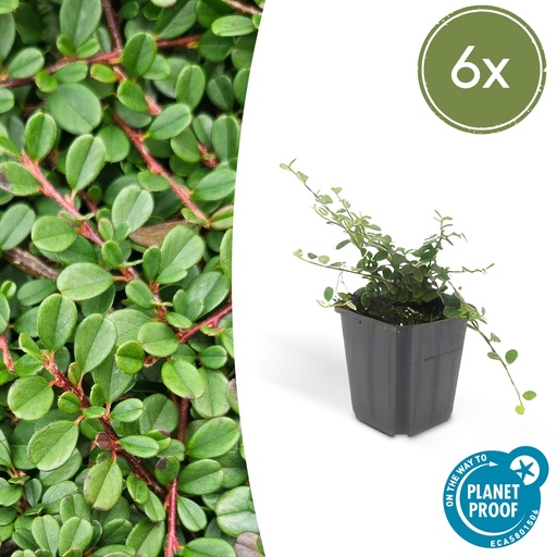 "Zwergmispel 'Streib' 6er-Set (Cotoneaster dammeri) – winterharter Bodendecker, Topf-Ø 9 cm, Höhe ca. 25 cm image"