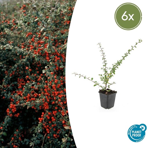 "Schwedische Zwergmispel 'Coral Beauty' 6er-Set (Cotoneaster suecicus) – winterharter Bodendecker, Topf-Ø 9 cm, Höhe ca. 25 cm image"