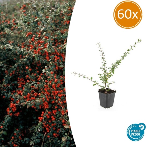 "60x Cotoneaster suec. 'Coral Beauty' - ↕10-25cm - Ø9cm image"