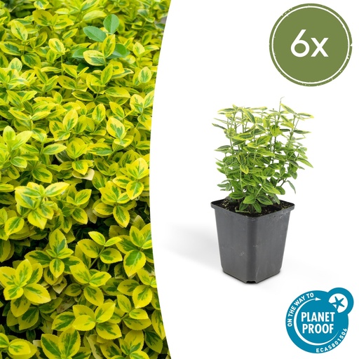 "Kriechspindel 'Emerald ' 6er-Set (Euonymus fortunei) – winterharter Bodendecker, Topf-Ø 9 cm, Höhe ca. 25 cm image"