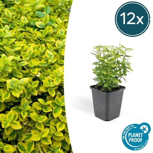 "Immergrüner Spindelstrauch 'Emerald ' 12er-Set (Euonymus fortunei) – winterharter immergrüner Bodendecker, Topf-Ø 9 cm, Höhe ca. 25 cm image"