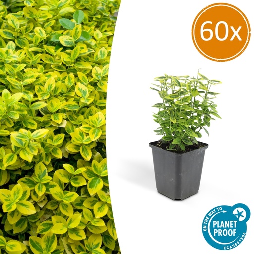 "60x Euonymus fort. 'Emerald 'n Gold’ - ↕10-25cm - Ø9cm image"