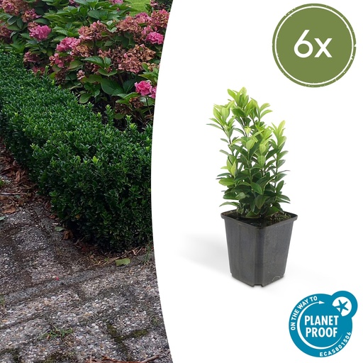 "6x Euonymus jap. Green Spire - ↕10-25cm - Ø9cm image"