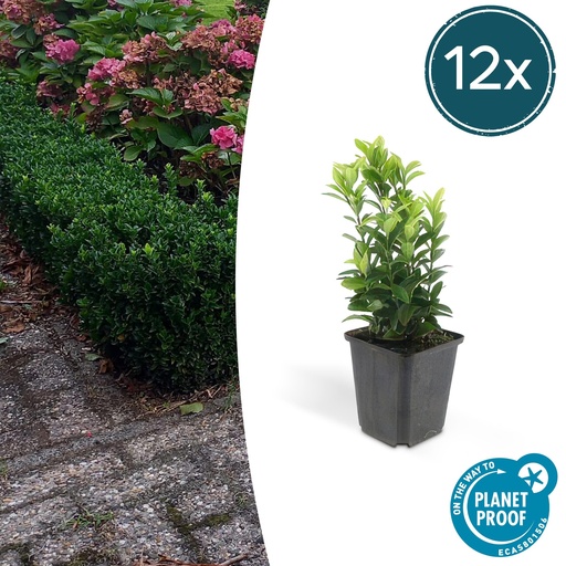 "12x Euonymus jap. Green Spire - ↕10-25cm - Ø9cm image"