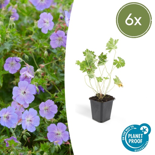 "Storchschnabel 6er-Set (Geranium romanum) – winterharte Staude, Topf-Ø 9 cm, Höhe ca. 25 cm image"