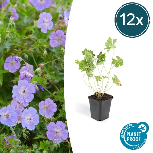 "Storchschnabel 12er-Set (Geranium romanum) – winterharte Staude, Topf-Ø 9 cm, Höhe ca. 25 cm image"