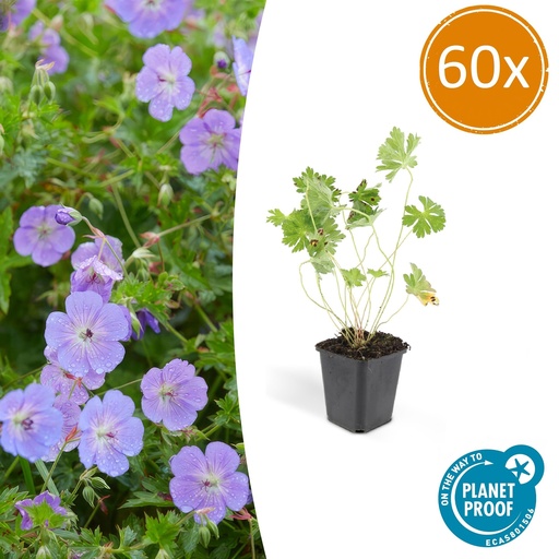 "60x Geranium Rozanne - ↕10-25cm - Ø9cm image"