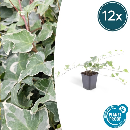 "Efeu 'Glacier' 12er-Set (Hedera helix) – winterharte Kletterpflanze, Topf-Ø 9 cm, Höhe ca. 25 cm image"