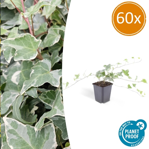 "60x Hedera helix 'Glacier' - ↕10-25cm - Ø9cm image"