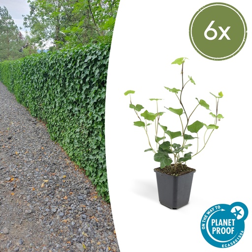 "6x Hedera Hibernica - ↕10-25cm - Ø9cm image"