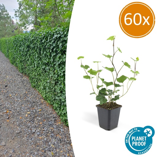 "Irischer Efeu 60er-Set (Hedera hibernica) – winterharte Kletterpflanze, Topf-Ø 9 cm, Höhe ca. 25 cm image"