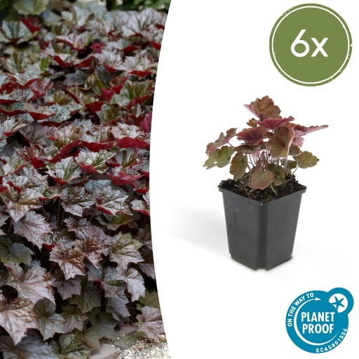 "6x Heuchera mic. 'Palast Purpur' - ↕10-25cm - Ø9cm image"