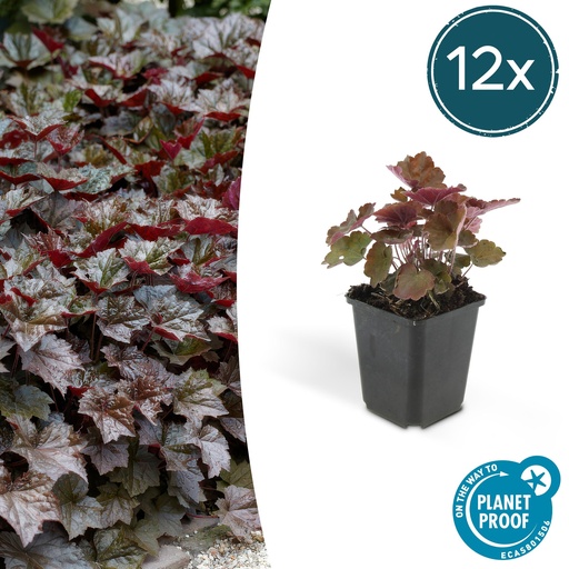 "Purpurglöckchen 'Palace Purple' 12er-Set (Heuchera hybrida) – winterharte Staude, Topf-Ø 9 cm, Höhe ca. 25 cm image"