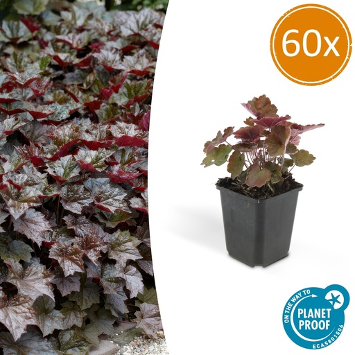 "Purpurglöckchen 'Palace Purple' 60er-Set (Heuchera micrantha) – winterharte Blattschmuckstaude, Topf-Ø 9 cm, Höhe ca. 25 cm image"