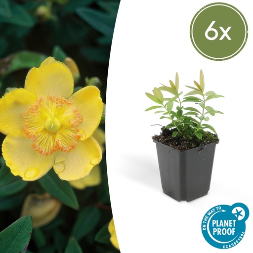 "Großblütiges Johanniskraut 6er-Set (Hypericum calycinum) – winterharter Bodendecker, Topf-Ø 9 cm, Höhe ca. 25 cm image"