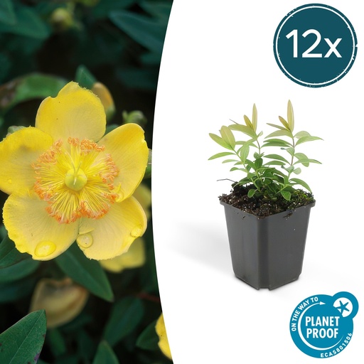 "Großblütiges Johanniskraut 12er-Set (Hypericum calycinum) – winterharter Bodendecker, Topf-Ø 9 cm, Höhe ca. 25 cm image"