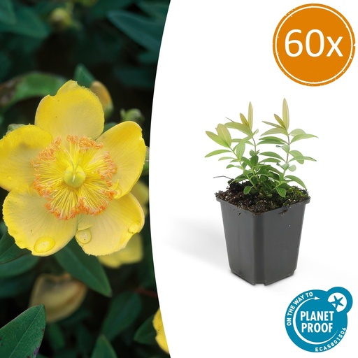 "Großblütiges Johanniskraut 60er-Set (Hypericum calycinum) – winterharter Bodendecker, Topf-Ø 9 cm, Höhe ca. 25 cm image"