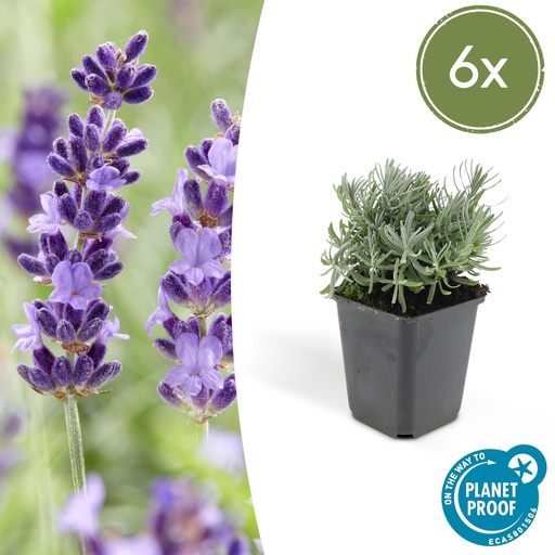 "Echter Lavendel 'Hidcote' 6er-Set (Lavandula angustifolia) – winterharte Duftstaude, Topf-Ø 9 cm, Höhe ca. 25 cm image"
