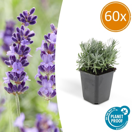 "Echter Lavendel 'Hidcote' 60er-Set (Lavandula angustifolia) – winterharte Staude, Topf-Ø 9 cm, Höhe ca. 25 cm image"