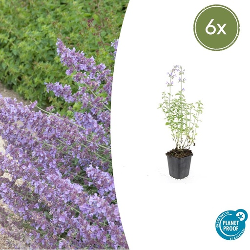 "Katzenminze 'Walker' 6er-Set (Nepeta s) – winterharte Staude, Topf-Ø 9 cm, Höhe ca. 25 cm image"