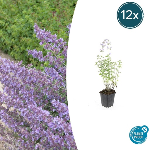 "Katzenminze 'Walker' 12er-Set (Nepeta s) – winterharte Staude, Topf-Ø 9 cm, Höhe ca. 25 cm image"