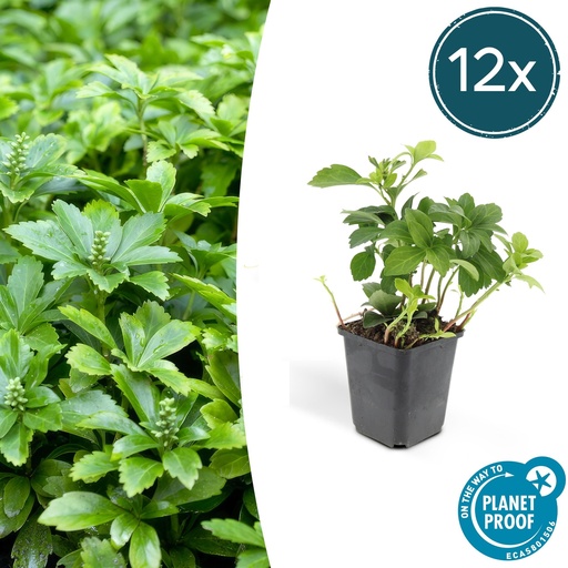 "12x Pachysandra term. 'Green Carpet' - ↕10-25cm - Ø9cm image"