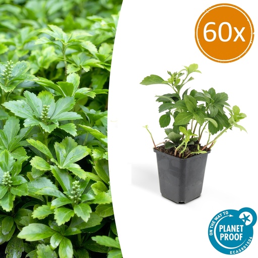 "Dickmännchen 'Green Carpet' 60er-Set (Pachysandra terminalis) – winterharter Bodendecker, Topf-Ø 9 cm, Höhe ca. 25 cm image"