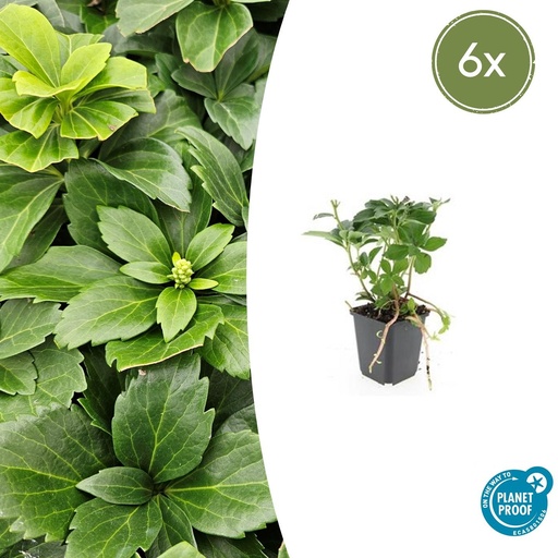 "Ysander 6er-Set (Pachysandra terminalis) – winterharter Bodendecker, Topf-Ø 9 cm, Höhe ca. 25 cm image"