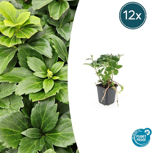 "Dickmännchen 12er-Set (Pachysandra terminalis) – winterharter Bodendecker, Topf-Ø 9 cm, Höhe ca. 25 cm image"