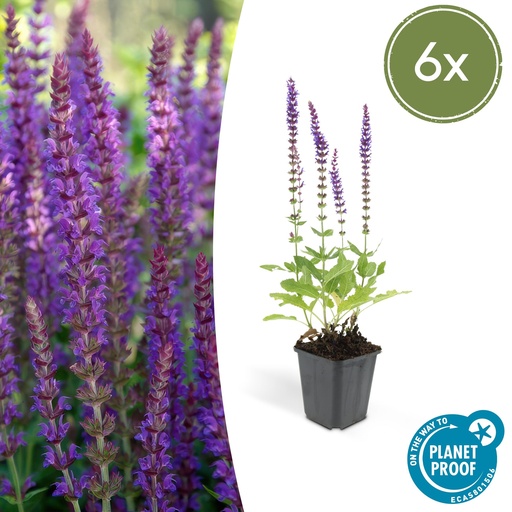 "Steppen-Salbei 'Ostfriesland' 6er-Set (Salvia nemorosa) – winterharte Staude, Topf-Ø 9 cm, Höhe ca. 25 cm image"