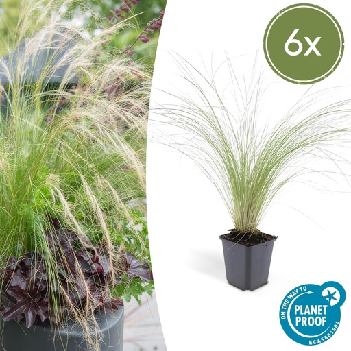 "Federgras 'Ponytails' 6er-Set (Stipa tenuissima) – winterhartes Ziergras, Topf-Ø 9 cm, Höhe ca. 25 cm image"