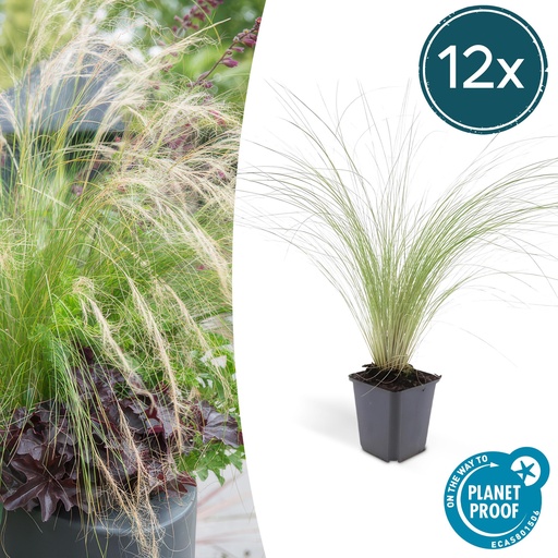 "Federgras 'Ponytails' 12er-Set (Stipa tenuissima) – winterhartes Ziergras, Topf-Ø 9 cm, Höhe ca. 25 cm image"