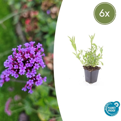 "Patagonisches Eisenkraut 6er-Set (Verbena bonariensis) – winterharte Staude, Topf-Ø 9 cm, Höhe ca. 25 cm image"