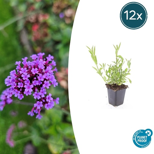 "12x Verbena bonariensis - ↕10-25cm - Ø9cm image"