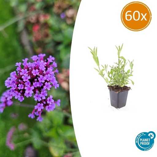 "60x Verbena bonariensis - ↕10-25cm - Ø9cm image"