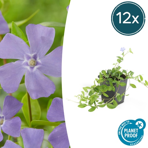 "Immergrün 12er-Set (Vinca minor) – winterharter Bodendecker, Topf-Ø 9 cm, Höhe ca. 25 cm image"