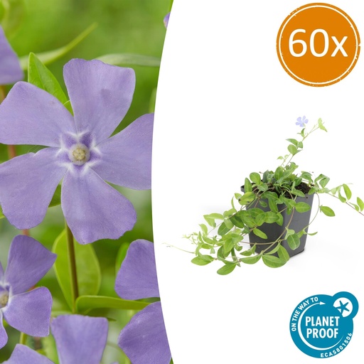 "60x Vinca minor - ↕10-25cm - Ø9cm image"