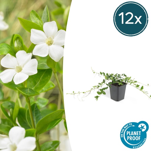 "12x Vinca minor 'Alba' - ↕10-25cm - Ø9cm image"