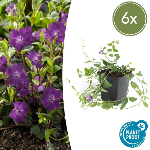 "6x Vinca minor 'Atropurpurea', - ↕10-25cm - Ø9cm image"